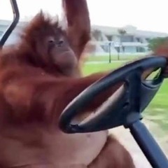 CHONKE MONKE CHUNEZ