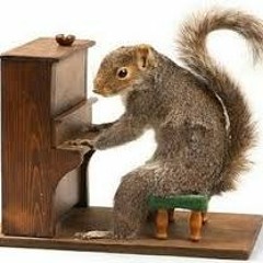 Brown Squirrel Plays Wonderwall