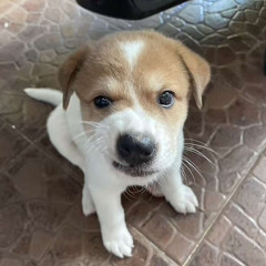 Youngwild18luve - Wxrdie (Prod.By hhieu )