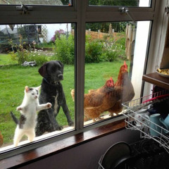 chico prod. fernet808