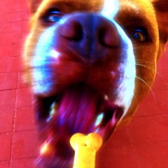 Go Fetch It