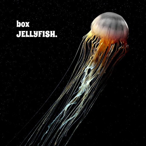 box jellyfish wallpaper