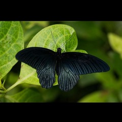 //take me all the way// with linchius