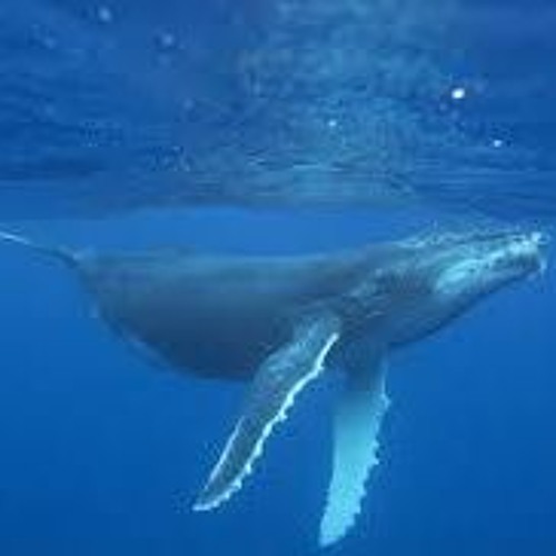 CALLING OF THE WHALE