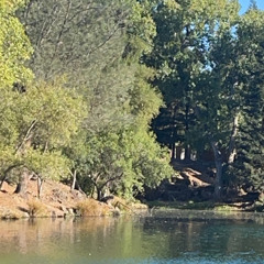 I Guess It’s My Fault -  (prod.by ras-hop