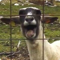 Misael  Um Plano Official Vídeo