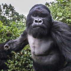 ShadLocEscobar - Gorilla [hoodrixh]