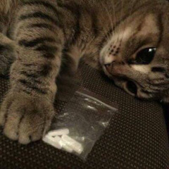 pop a perc (zulx) #slung