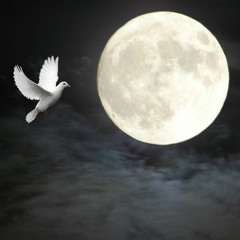 Moonlight Dove