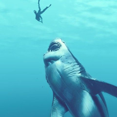 SharkAttack