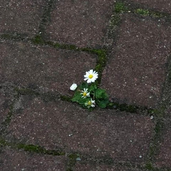 nghe nhạc anh khi ngủ ( lieu em co 2 ) - Tiến