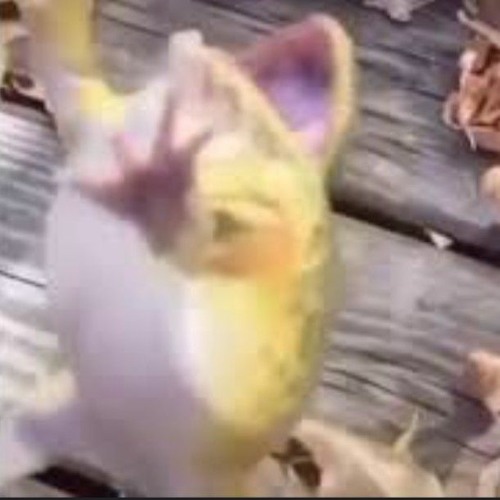 Stream FROG JUMPING AND LAUGHING 1 HOUR by artin ahmadi Listen online for free on SoundCloud