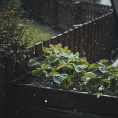 Glass Eye, Forest Floor