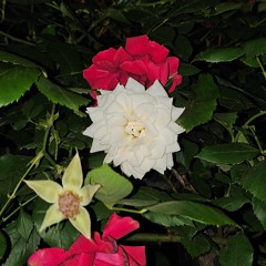 수줍은 고백 (Fly me to the moon)