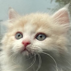 ฤดูเศร้า