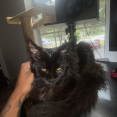 502twin - woe/johnny cage (shiloo)