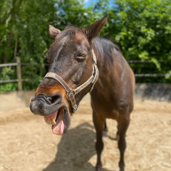 horseman