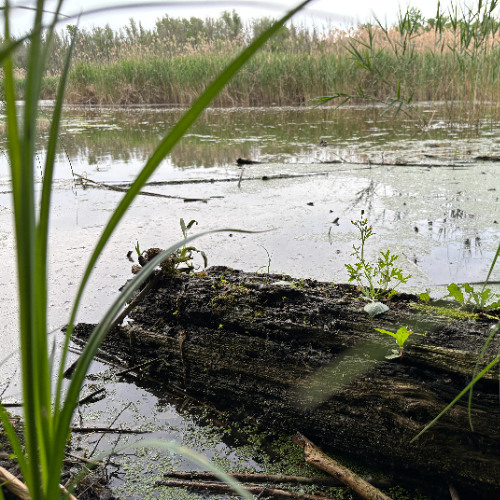 frogs 2025-05-03