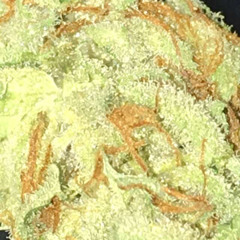 No mercy - TJTokes