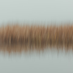 True Forest