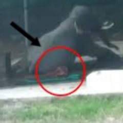 Original elephant crushes man elefanten video instagram reddit baby elephant video elephant reel