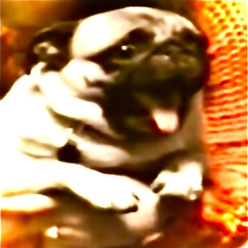 i love pugs (H4teboy)