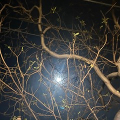 everysinglenight (prod. tonycomputerlove)