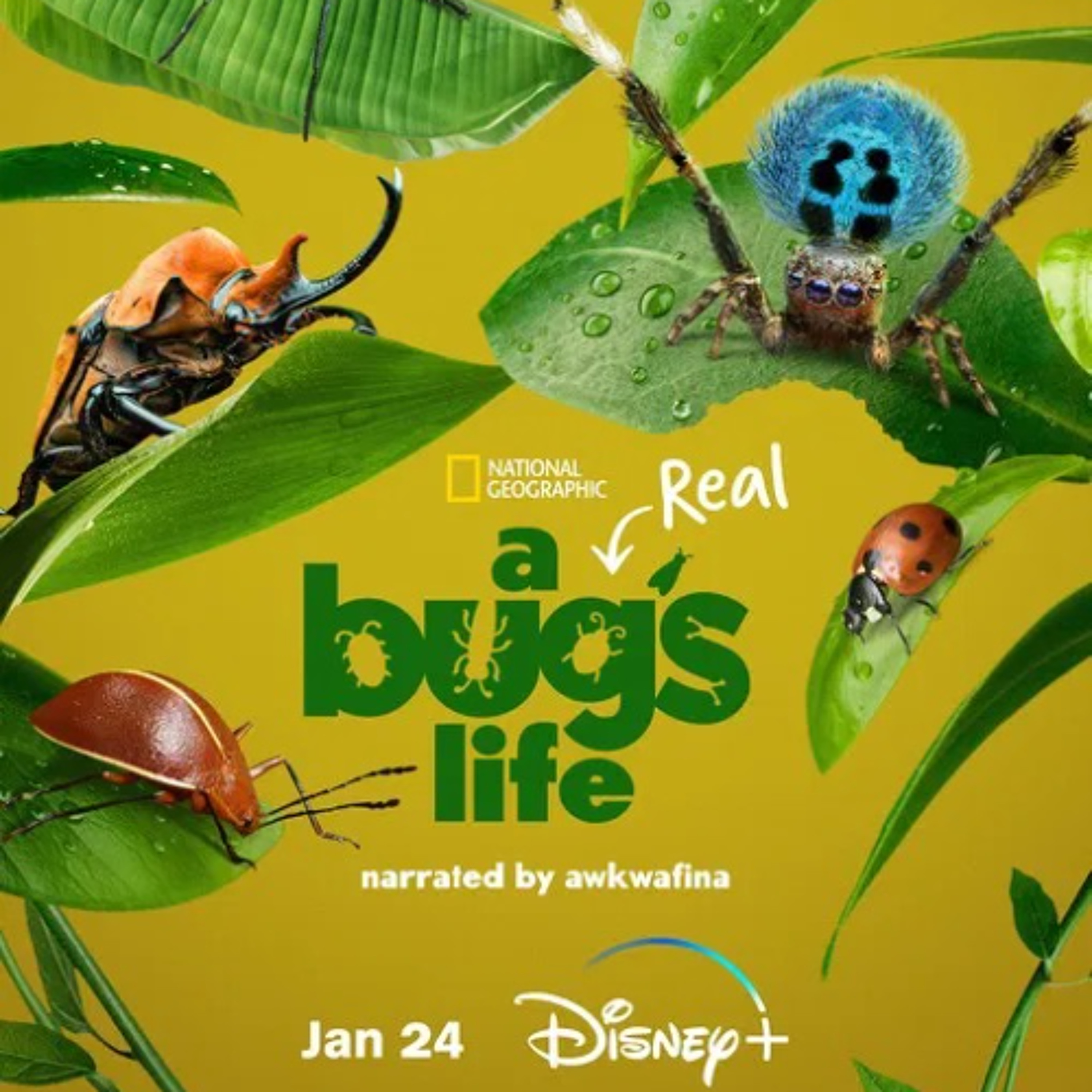A Real Bugs Life