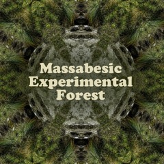 The Thawing Brook - Massabesic Experimental Forest