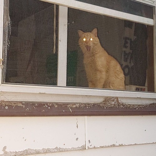 Everyone Wants Me Dead