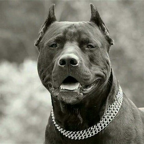 ACKET richcheezy (slowed)