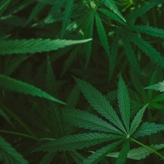 Hardrock - Geekontrees prod 16teen nskyi firemane