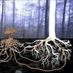 Journey Through The Mycelium Network