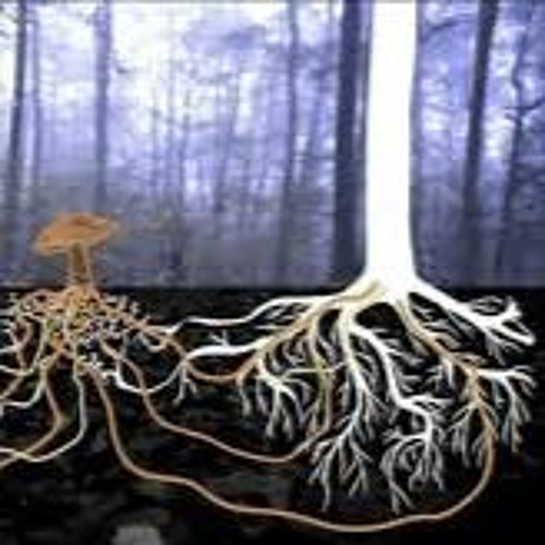 Journey Through The Mycelium Network