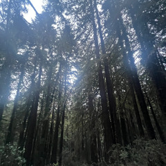 sp@ce - nature (insanto)