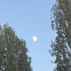 The Early Bird Show w/ Spirit Blue 031225