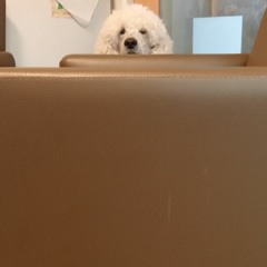 koekkebie