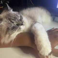 711 - TONEEJAY (cover)