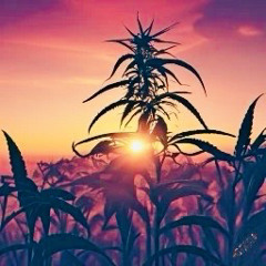 marijuana stores everywhere