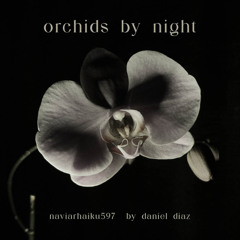Orchids by Night -  naviarhaiku597