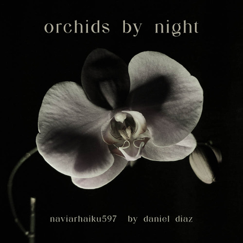 Orchids by Night -  naviarhaiku597