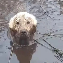 Mucky Pup