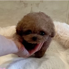 Micro Teacup Poodle Puppies for Sale Michigan | TIARA PETS Trusted Breeder