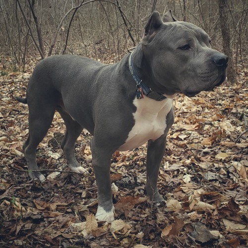 PUMPBULL