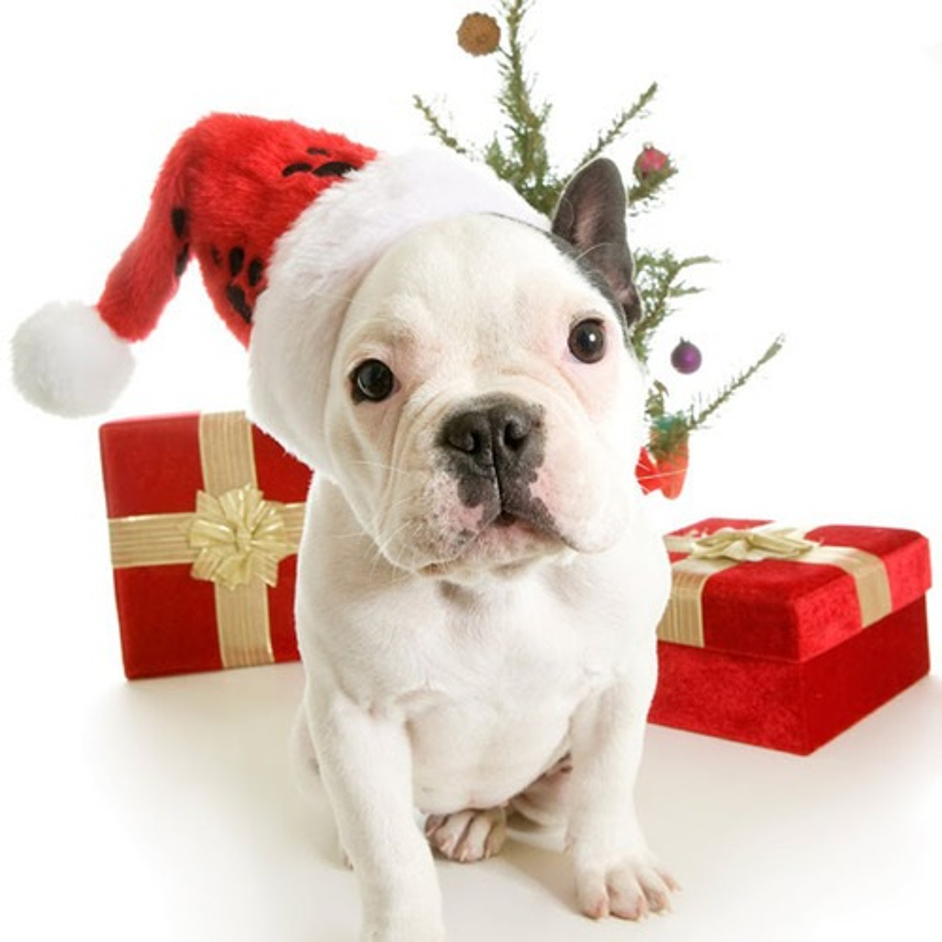 P Man Xmas Eve Special - 24 Dec 2022