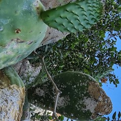 NYM000 - xenonyms mix series