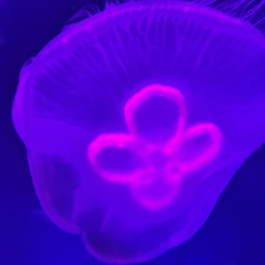 B3NJI-Too late (ft.fac3l3ss)