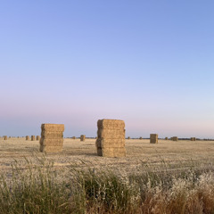 Harvest Season, Hayfever Sneezin'