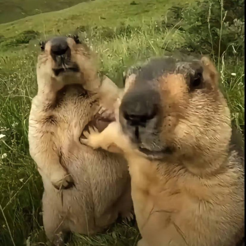 psychogirls -місто ікс