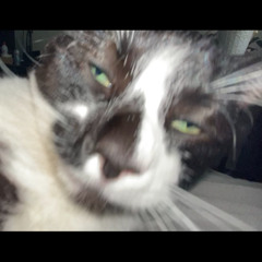 Mrs.Kitty (Final Boss)